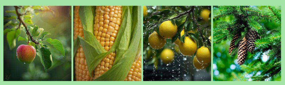 Sutter zero alapanyagai természetes növényi eredetből